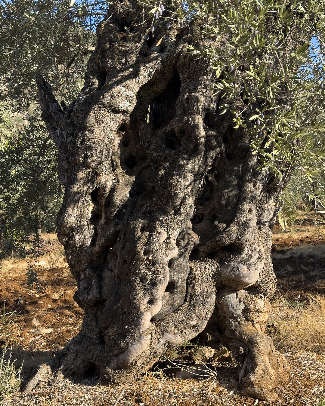 Ancient Souri olive trees over 1,500 years old growing in Taïm Valley, South Lebanon