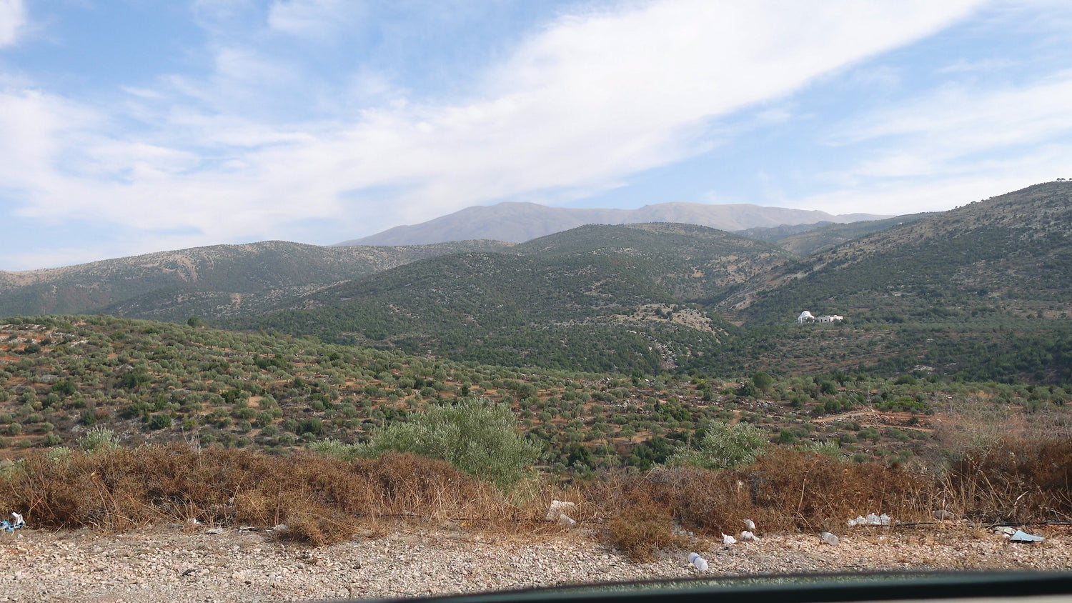 Olive groves in Taïm Valley shaped by Mount Hermon winds, limestone soils, and the Hasbani River