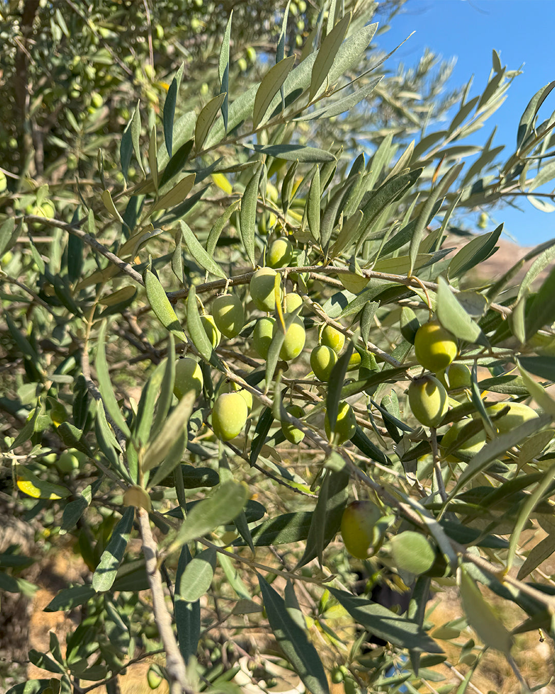 Heirloom Souri olives, one of the oldest olive varieties cultivated in the Levant
