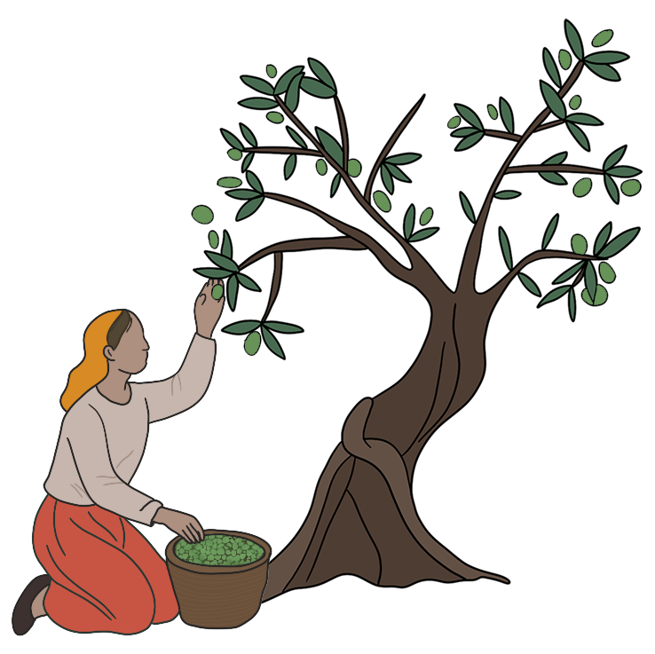 Early harvest Souri olives handpicked for Taïm extra virgin olive oil